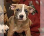 Small American Staffordshire Terrier