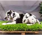 Small Photo #25 Great Dane Puppy For Sale in WAKARUSA, IN, USA