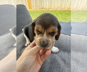 Medium Beagle