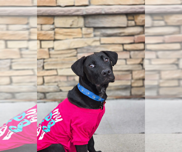 Medium Photo #3 Mutt Puppy For Sale in Sandy, UT, USA