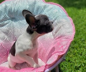 French Bulldog Dog for Adoption in NAPLES, Florida USA