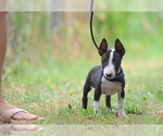 Small #6 Miniature Bull Terrier