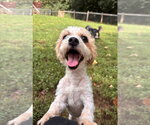 Small #3 Shih-Poo