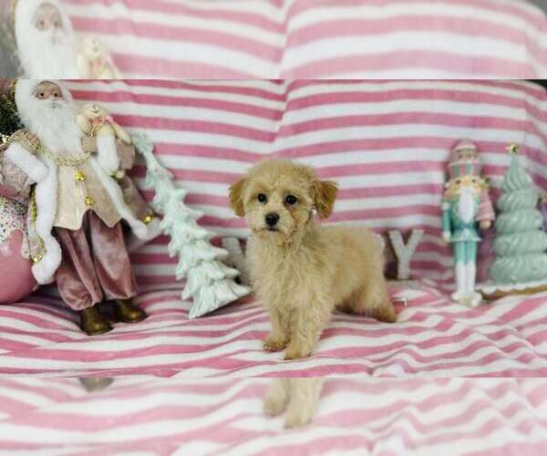 Medium Photo #1 Poodle (Toy) Puppy For Sale in CINCINNATI, OH, USA