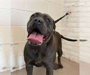 Mutt Dogs for adoption in San Bernardino, CA, USA