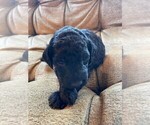 Puppy 8 Goldendoodle-Poodle (Standard) Mix