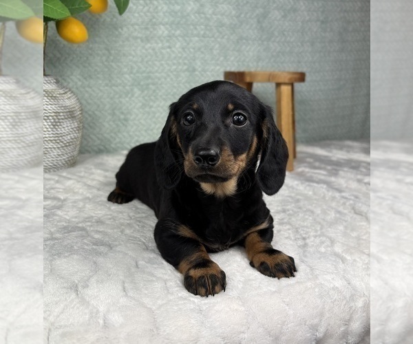 Medium Photo #3 Dachshund Puppy For Sale in FRANKLIN, IN, USA