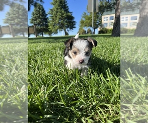 Morkie Puppy for sale in COLORADO SPRINGS, CO, USA