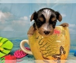 Small #10 Morkie