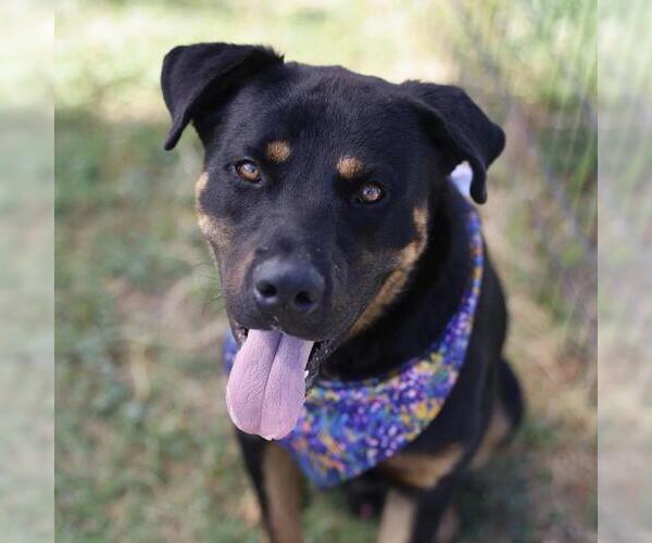 Medium Photo #1 Rottweiler-Unknown Mix Puppy For Sale in San Antonio, TX, USA