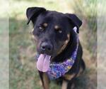 Small Rottweiler Mix