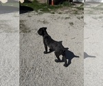 Small #5 Cane Corso