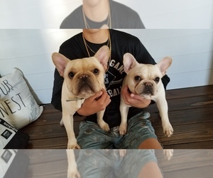 French Bulldog Puppy for sale in WENTZVILLE, MO, USA