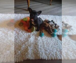 French Bulldog Puppy for sale in CLEVELAND, TX, USA