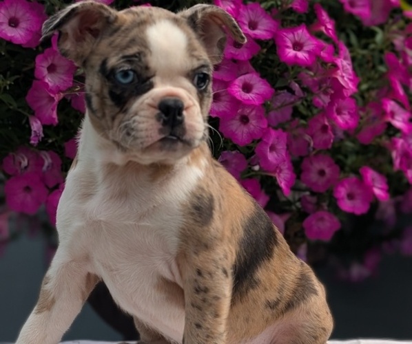 Medium Photo #5 Faux Frenchbo Bulldog Puppy For Sale in GOSHEN, IN, USA
