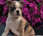 Small #4 Faux Frenchbo Bulldog