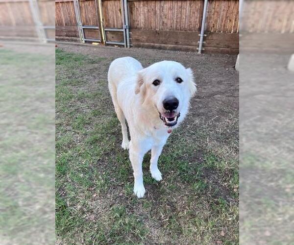 Medium Photo #1 Great Pyrenees-Unknown Mix Puppy For Sale in Plano, TX, USA