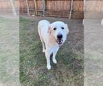 SUSY - Female Great Pyrenees-Unknown Mix Dog for Adoption - Small photo