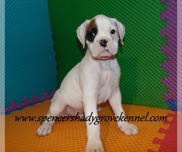 Medium Photo #6 Boxer Puppy For Sale in CABOOL, MO, USA