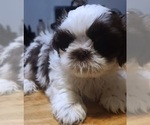 Small Photo #6 Shih Tzu Puppy For Sale in BELLEVILLE, MI, USA