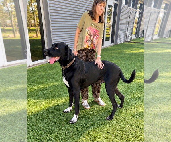 Medium Photo #3 Great Dane-Unknown Mix Puppy For Sale in Euless, TX, USA