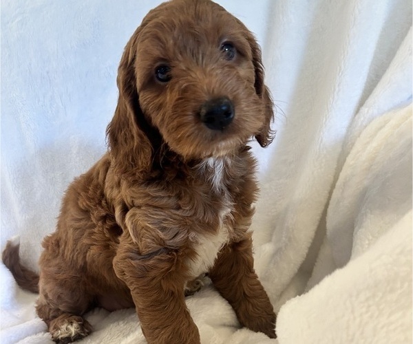 Medium Photo #5 Goldendoodle (Miniature) Puppy For Sale in PLATTE CITY, MO, USA