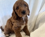 Litter of 6 - Male(s) and Female(s) Goldendoodle (Miniature)Litter of Puppies for Sale - Photo #5