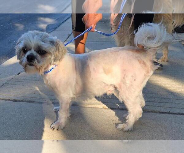 Medium Photo #3 Shih Tzu Puppy For Sale in San Antonio, TX, USA