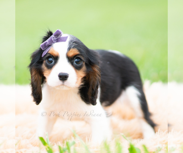 Medium Photo #3 Cavalier King Charles Spaniel Puppy For Sale in WARSAW, IN, USA