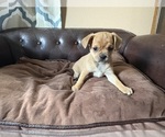 Small Photo #24 Carlin Pinscher Puppy For Sale in COBB, WI, USA