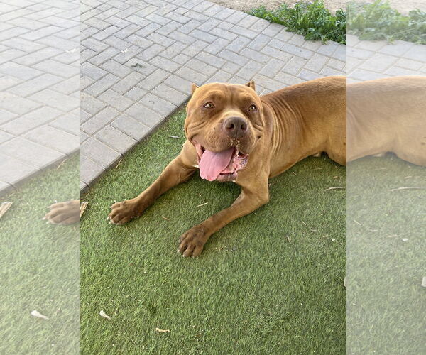 Medium Photo #1 Mastiff Puppy For Sale in Goodyear, AZ, USA