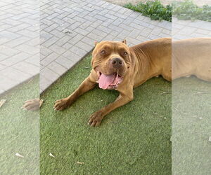 Mastiff Dogs for adoption in Goodyear, AZ, USA