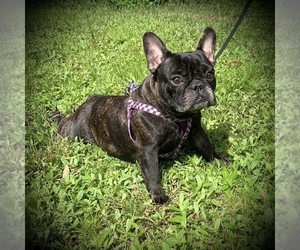 French Bulldog Puppy for sale in SARASOTA, FL, USA
