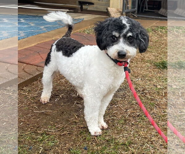 Medium Photo #2 Cavapoo Puppy For Sale in Rockaway, NJ, USA
