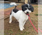 Small #1 Cavapoo