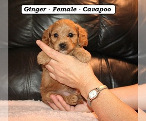 Cavapoo (Miniature) Puppy for sale in CLARKRANGE, TN, USA