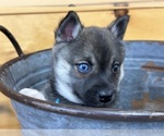 Small #1 Alaskan Klee Kai-Pomeranian Mix