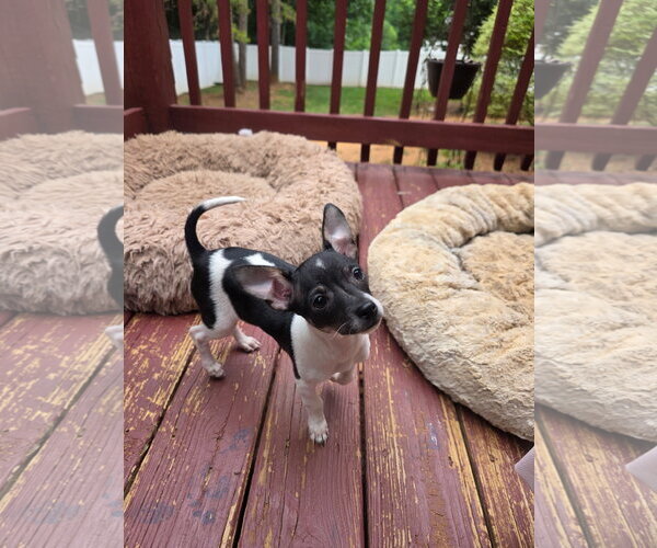 Medium Photo #2 Chihuahua-Unknown Mix Puppy For Sale in Thomasville, NC, USA