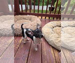 Small #1 Chihuahua Mix