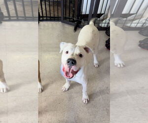 Dalmatian-Dogo Argentino Mix Dogs for adoption in Chico, CA, USA