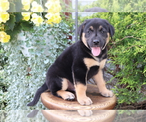Akita-Labrador Retriever Mix Puppy for sale in SHILOH, OH, USA