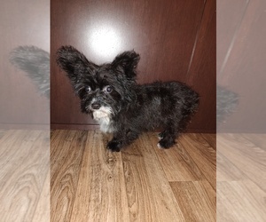 Poodle (Toy) Puppy for sale in LAPEER, MI, USA