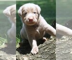 Puppy Silver Girl Labrador Retriever