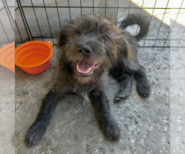 Medium Photo #6 Havanese-Unknown Mix Puppy For Sale in Newport Beach, CA, USA