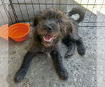 Small #5 Havanese Mix