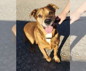 German Shepherd Dog-Unknown Mix Dogs for adoption in Polson, MT, USA