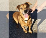 Small German Shepherd Dog Mix