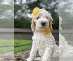 Small #2 Goldendoodle