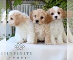Small #2 Cavachon