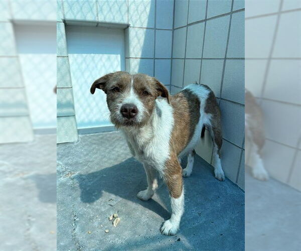 Medium Photo #1 Parson Russell Terrier-Unknown Mix Puppy For Sale in Corpus Christi, TX, USA